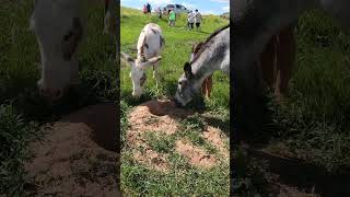 Begging Burros in Custer State Park custerstatepark burros wildhorses blackhills efilms2484 [upl. by Omland]