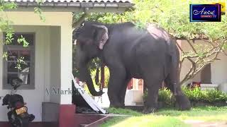 කුලප්පු වු අලියා මෙල්ල කල මෙහෙයුම  Elephant Attack [upl. by Houlberg]