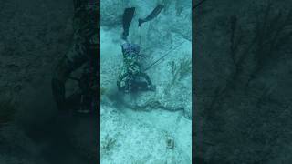 Spearfishing Big Groupers  Broken Spears fishing spearfishing [upl. by Aineles]