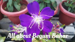 Begum bahaar plant care  Tibouchina plant care gardening plantcare [upl. by Witt]