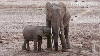 Elephant Loxodonta africana mother and calf drinking and playing at waterhole Kenya [upl. by Oninrutas]