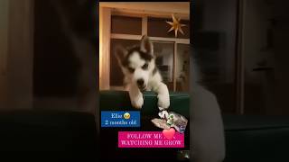 HUSKY2 MONTHS OLD❤️ amor huskii funny huskiesy music pets huski huskysleep cute puppy [upl. by Manfred]