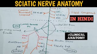 Sciatic Nerve  Clinical Anatomy Course  distribution and muscles innervated by sciatic Nerve [upl. by Eelirol]