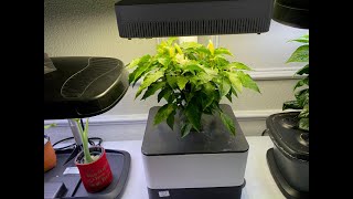 Transplanting Hydroponic Plants Into Soil [upl. by Krystle]