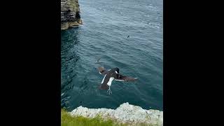 An acrobatic razorbill at Cantick Head Lighthouse [upl. by Helga492]