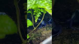 鳴き声 アイゾメヤドクガエル Dendrobates tinctorius Azureus  POISON DART FROG shorts shortsvideo [upl. by Filler35]