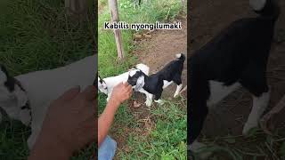 Pang kaylan lang goat goatfarmlife goatfarming animals shortvideo [upl. by Elleivap103]