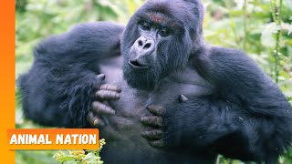 Gorillas Chest Beating  Animal Nation [upl. by Notned]