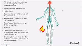 Nervceller och Nervsystemet [upl. by Anirbus234]
