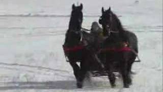 Friesian Horse Sleigh 2008 [upl. by Wilinski]