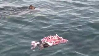 Great White Shark Dines On Seal Off Monomoy [upl. by Cooke]