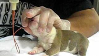 TUBE FEEDING ENGLISH BULLDOG PUPPIES [upl. by Pettiford465]