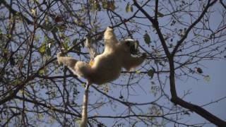 Jumping Lemurs Tsingy de Bemaraha Park Madagascar [upl. by Ennaylime]