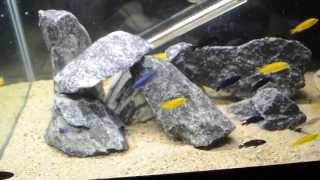 manda zebra yellow lab and Dimidiochromis strigatus [upl. by Reece959]