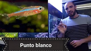 Punto blanco en acuarios [upl. by Jasisa199]