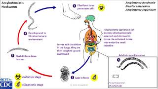 Hookworm life cycle [upl. by Ariad605]