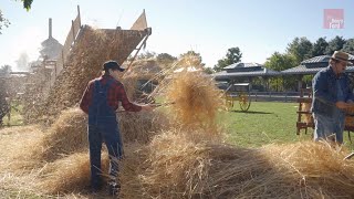 How Farmers Harvested and Threshed Wheat in the 1880s [upl. by Lesoj]