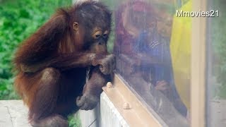 子供と遊ぶオランウータンOrangutan is playing with children [upl. by Anelliw634]