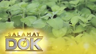 Salamat Dok Health benefits of Oregano [upl. by Neelra349]