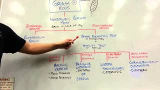 How to distinguish GRAM POSITIVE RODS [upl. by Eicnahc]