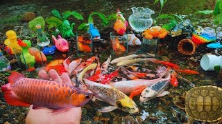 Amazing Catch Baby Diamond Turtle Unicorn Head Fish Pearlscale Goldfish Striped Horse Fish [upl. by Larner]