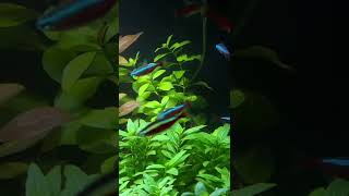 Ludwigia Repens Aquarium Plant Care Guide and Species Profile 🌱 [upl. by Annauqaj185]