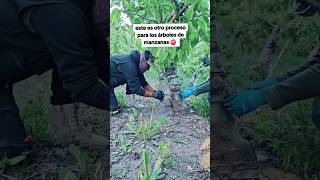 Anillando arboles🍎 fruitcultivation farming agricultura agriculture amazing fruit shorts [upl. by Einej546]