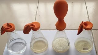 Alcohol Fermentation Process with Yeast  College and School Practical हिंदी में  Fermentation [upl. by Nerradal]