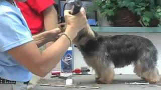 Super Styling Session SoftCoated Yorkshire Terrier or Yorkie Grooming Tips [upl. by Swerdna]