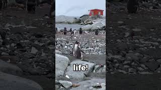 Penguins propose with pebbles 🐧💍 funfacts fyp penguin [upl. by Jamal]