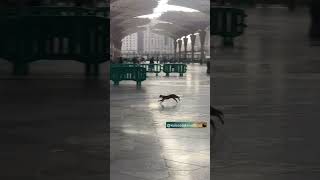 SUBHAN ALLAH  Cat In Masjid Al Nabawi While Its Raining shorts trending [upl. by Nykal]