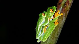 Redeyed Leaf Frog life cycle  Ciclo de vida de la Rana de Ojos Rojos [upl. by Cornelia998]