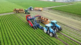 Wortels rooien  Harvest carrots  NewHolland  AsaLift  Loonbedrijf Stoppels  2024 [upl. by Sanoy]