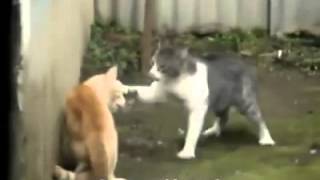 Gatos peleando [upl. by Noreht]