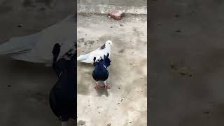 Kabotar Bazi Video youtube pigeon kabutar shorts love viral [upl. by Ikeda110]