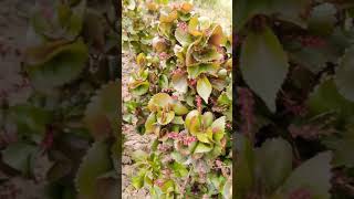 Acalypha plant NeelkamalNurseryJpr Jaipur [upl. by Esdnyl800]