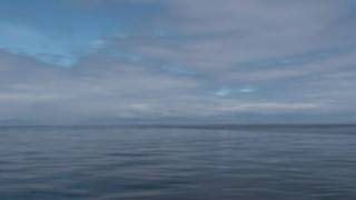 1000 Scottish Dolphins from Hebridean Whale Cruises Gairloch [upl. by Bevus]