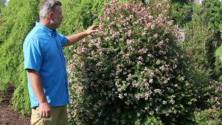 Glossy abelia Abelia × grandiflora  Plant Identification [upl. by Mervin]