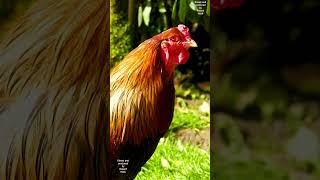 Crow battle Brahma vers Serama rooster  Smallest and biggest chicken breed chickens farming [upl. by Olraced]