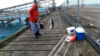 Fishing  Bluff HarbourCatch amp cook fishing dayoff [upl. by Sapowith910]