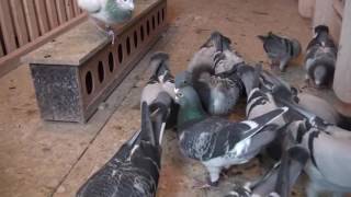 INTERVIEW WITH JOHN FARRELL IRISH HOMING PIGEON FANCIER [upl. by Eimmaj]