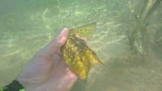 Longhorn cowfish is so slow swimmer bali sanurbali snorkeling [upl. by Tertia]