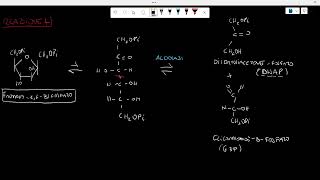 GLICOLISI reazioni 45 BIOCHIMICA [upl. by Pachton7]