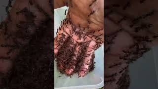 300000 bullet ants sting me painful so much [upl. by Iey]