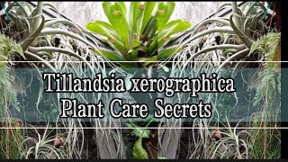 How I can Save my Tillandsia Xerographica amp other species 14 Reasons Why my Airplants Almost Died [upl. by Hannasus]