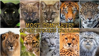 MOST COMPLETE 43 CAT SPECIES Felidae [upl. by Remas]