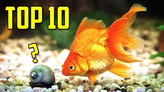 Top 10 Goldfish Tank Mates You Should Try [upl. by Nivej]