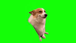 Green Screen Smiling Corgi Dog Meme [upl. by Alvinia]