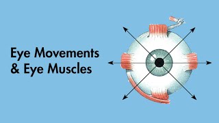 Cardinal Positions of Gaze  Eye Movements and Eye Muscles  Cranial Nerves  MEDZCOOL [upl. by Shannon]