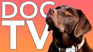 DOG TV 10 HOURS of Fun Exciting TV for Dogs and Puppies [upl. by Ikcir]